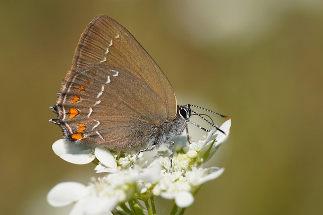 Satyrium ilicis - tölgyfa-csücsköslepke