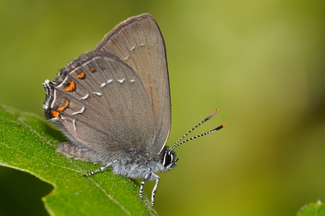 Satyrium ilicis - tölgyfa-csücsköslepke