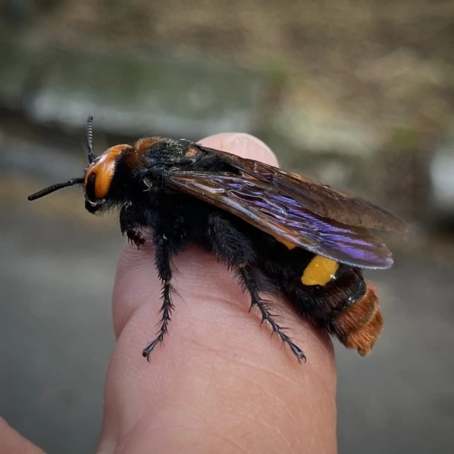 Megascolia maculata - óriás-tőrösdarázs