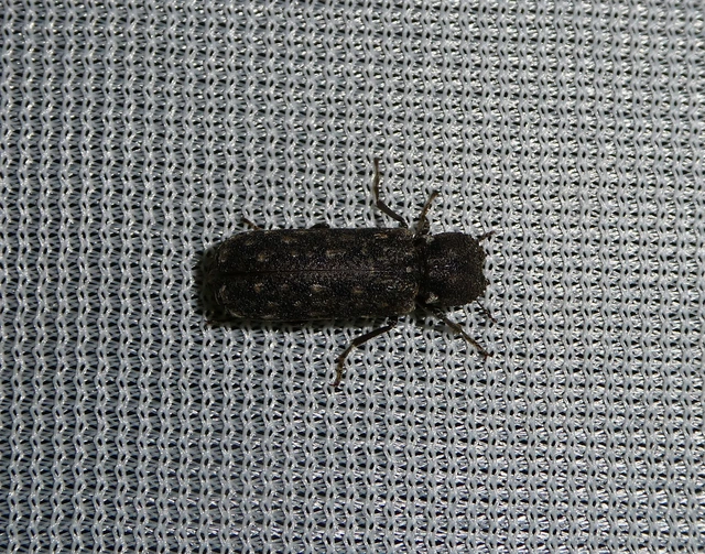 Lichenophanes varius - tarka csuklyásszú