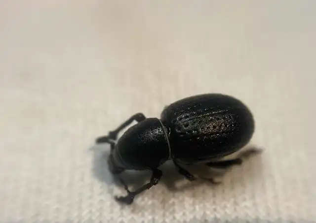 Psallidium maxillosum - fekete barkó