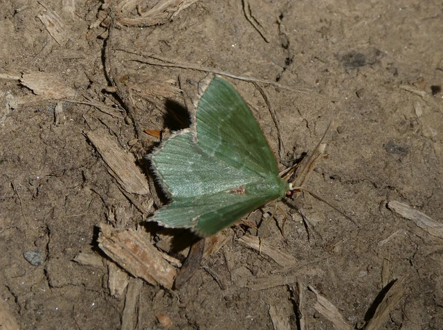 Hemithea aestivaria - nyír-zöldaraszoló