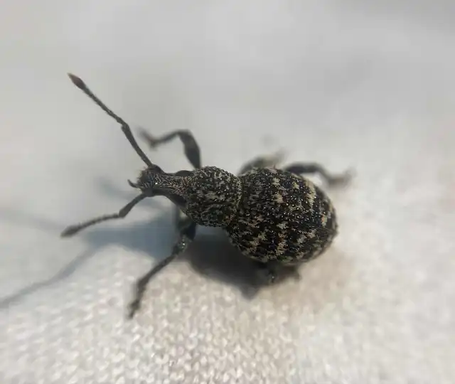 Otiorhynchus chrysostictus - hintett gyalogormányos