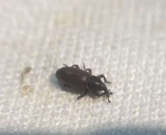 Mecinus collaris - örvös útifűormányos