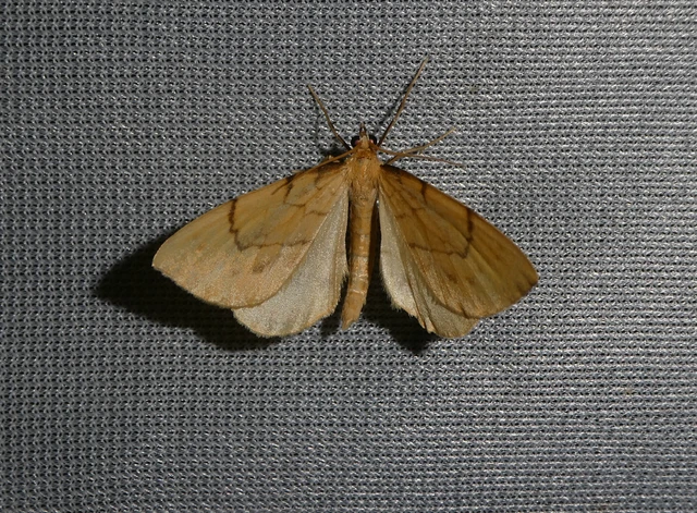 Eulithis pyraliata - sárga galajaraszoló
