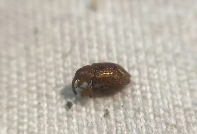 Dorytomus melanophthalmus - sárgaorrú hangormányos