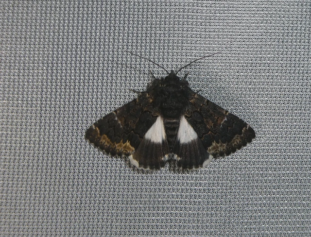 Catephia alchymista - fekete övesbagoly