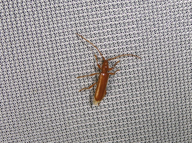 Axinopalpis gracilis - kecses selymescincér