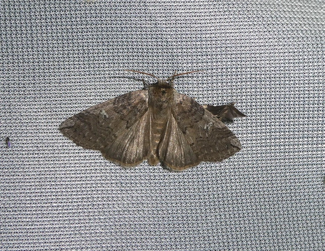 Tethea or - bélyeges pihésszövő