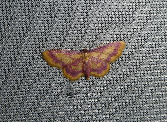 Idaea muricata - mocsári pirosaraszoló