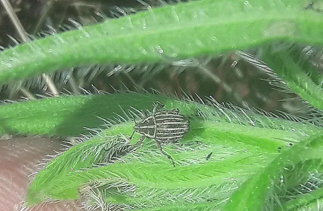 Mogulones albolineatus - sávos tarkaormányos