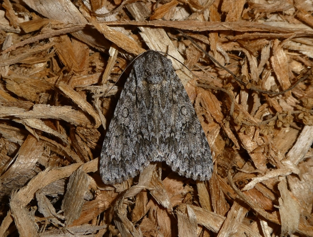 Acronicta aceris - vadgesztenye-szigonyosbagoly