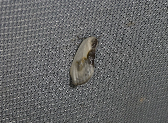 Cilix glaucata - törpe sarlósszövő