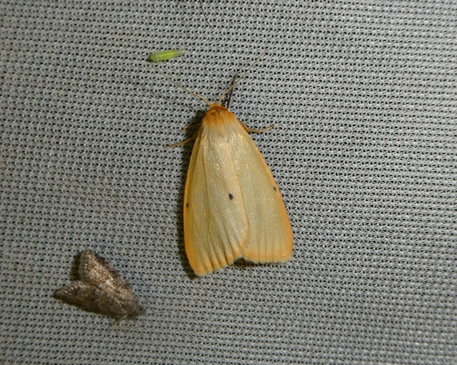 Cybosia mesomella - csontszínű molyszövő