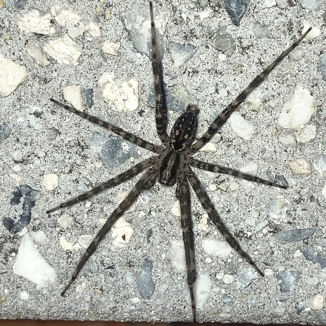 Tegenaria