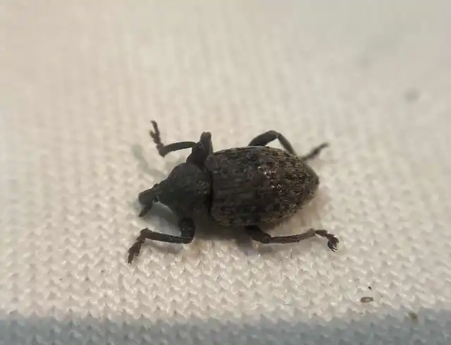 Hypera contaminata - homályos pikkelyesormányos