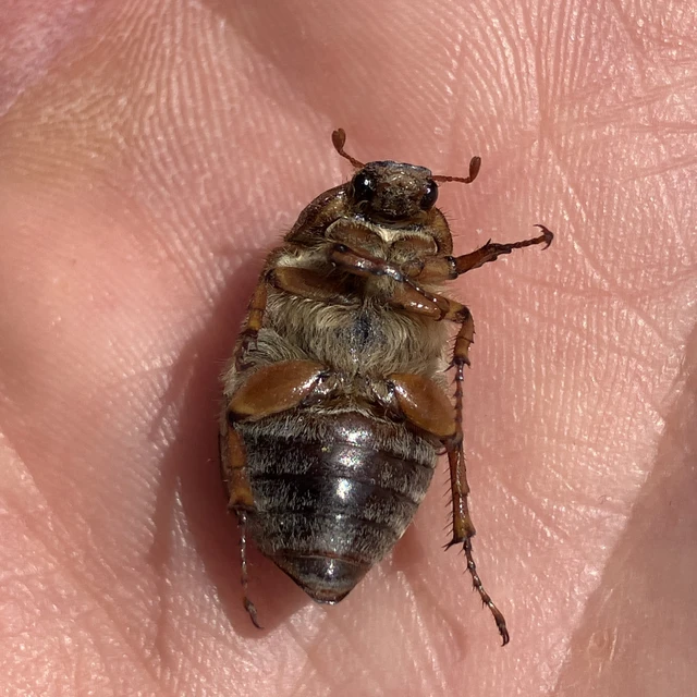 Amphimallon solstitiale - bordás sárgacserebogár