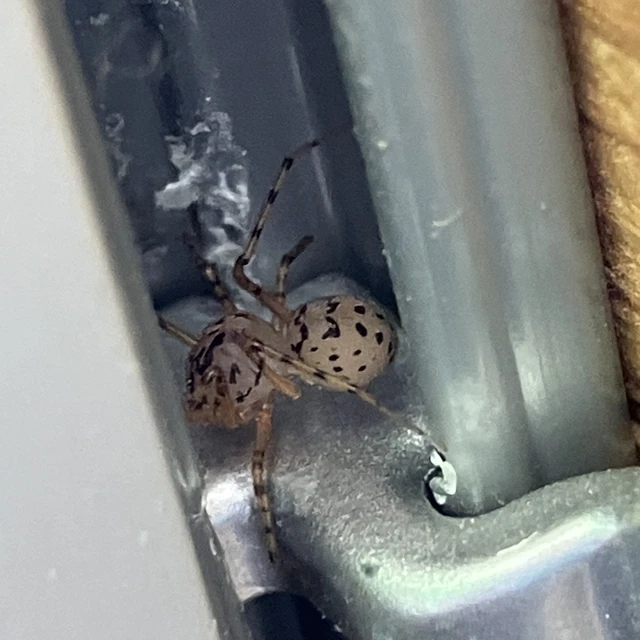 Scytodes thoracica - közönséges csupaszpók