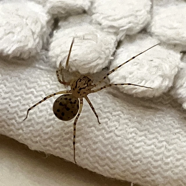 Scytodes thoracica - közönséges csupaszpók