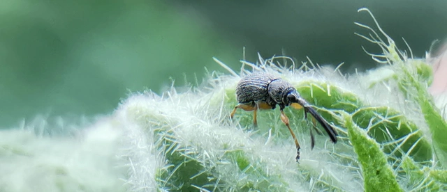 Rhopalapion longirostre - mályvarózsa-cickányormányos
