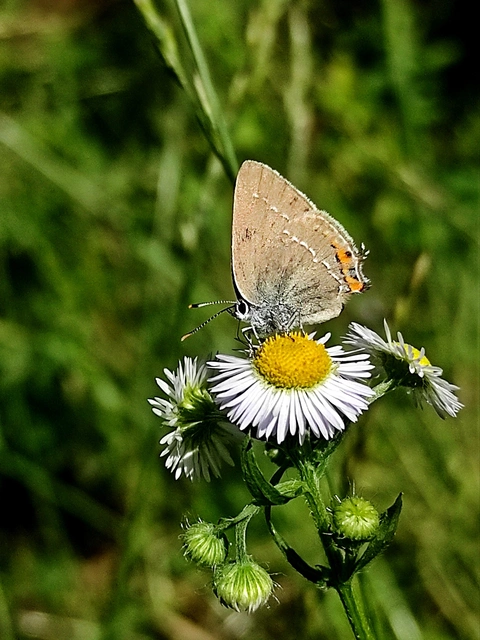 Satyrium acaciae - akác-csücsköslepke
