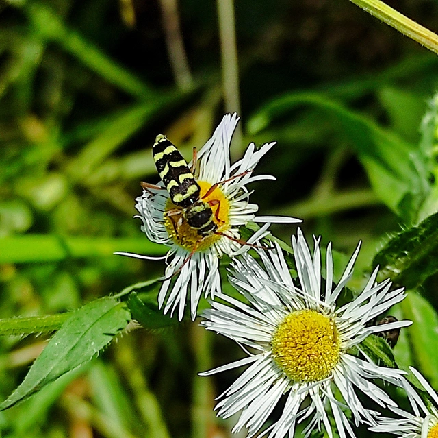 Echinocerus floralis - lucerna-darázscincér