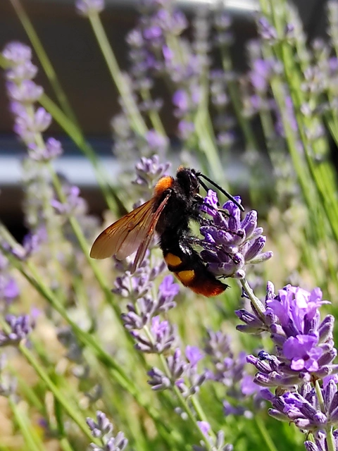 Megascolia maculata - óriás-tőrösdarázs