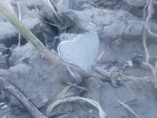 Celastrina argiolus - bengeboglárka