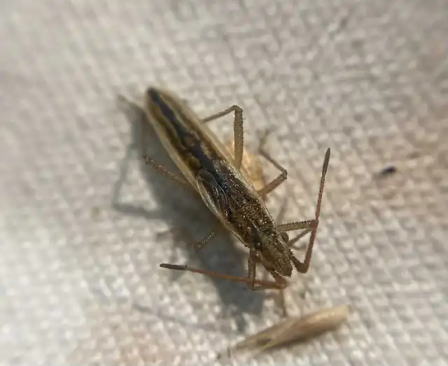 Myrmus miriformis - kurtaszárnyú karimáspoloska