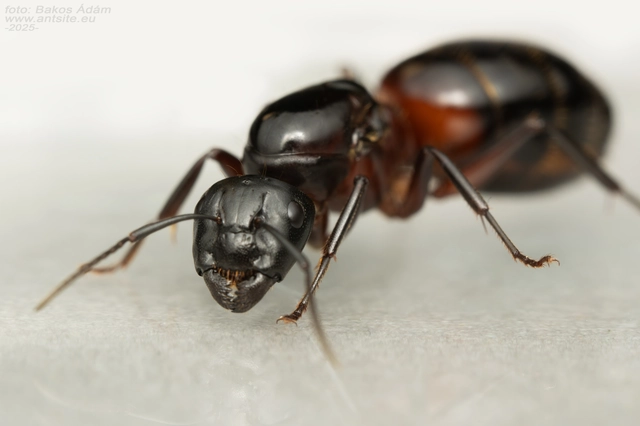 Camponotus ligniperda - faodvasító lóhangya