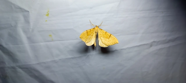 Eulithis pyraliata - sárga galajaraszoló