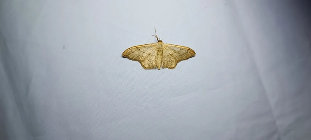 Idaea aversata - nagy sávosaraszoló