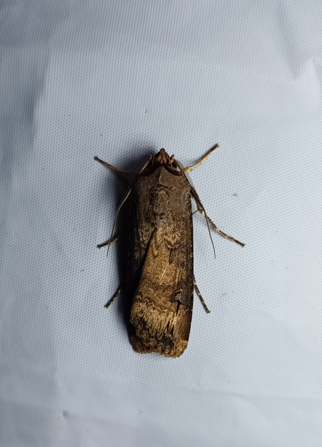 Agrotis ipsilon - nagy földibagoly