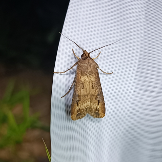 Agrotis ipsilon - nagy földibagoly