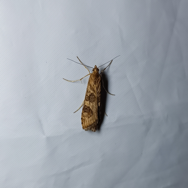 Nomophila noctuella - közönséges vándormoly
