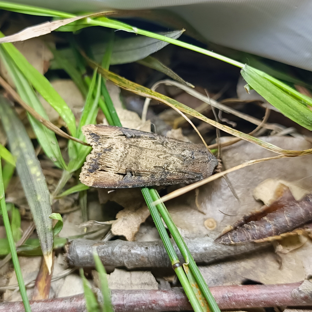 Agrotis ipsilon - nagy földibagoly