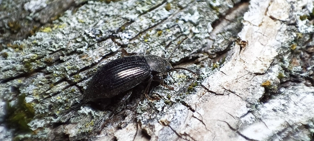 Stenomax aeneus - bronzos gyászbogár