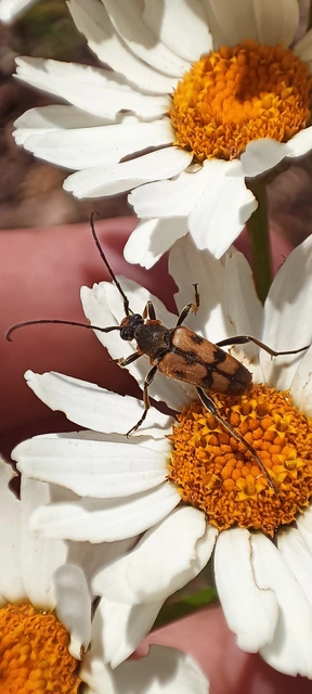 Pachytodes erraticus - rajzos virágcincér