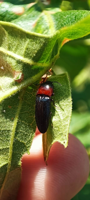 Ampedus sinuatus - felemásnyakú pattanó