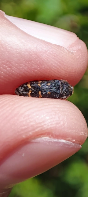 Acmaeoderella flavofasciata - sárgacsíkos zömökdíszbogár