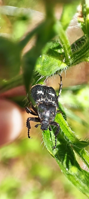 Valgus hemipterus - suta virágbogár