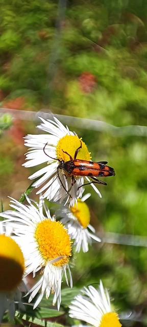 Stenurella septempunctata - hétpettyes karcsúcincér