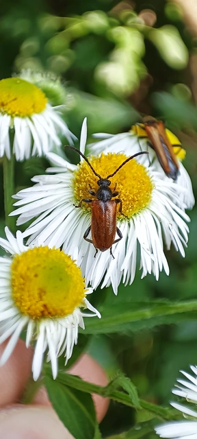 Pseudovadonia livida - barnás virágcincér