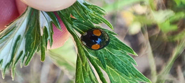 Harmonia axyridis - harlekinkatica