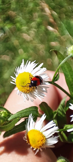 Deraeocoris rutilus - cinóber mezeipoloska