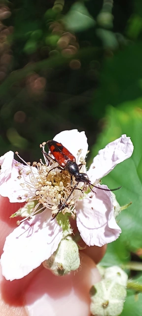 Stenurella bifasciata - kétöves karcsúcincér