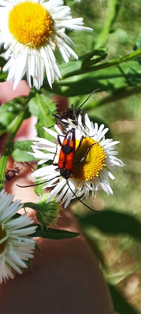 Stenurella bifasciata - kétöves karcsúcincér