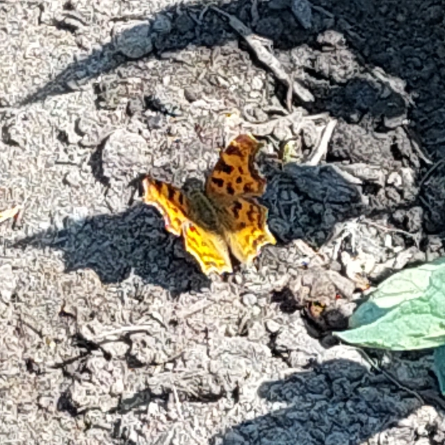 Nymphalis c-album - C-betűs lepke