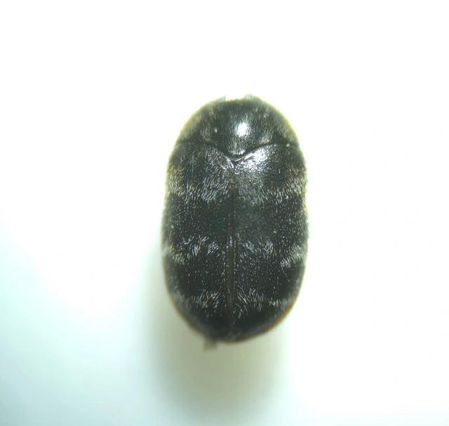 Trogoderma glabrum - fekete gabonaporva