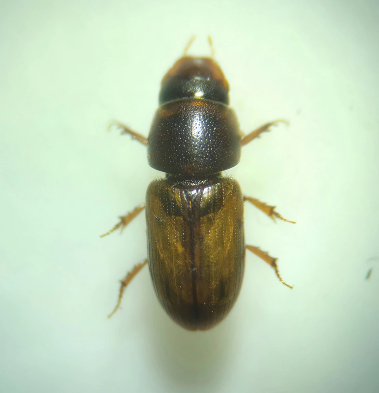 Aphodius sturmi - vöröses trágyabogár